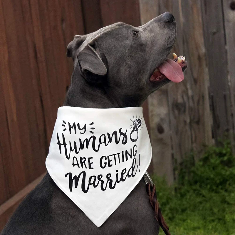 Manusia Saya Akan Menikah Band - Dog Bandana Scarf ulasan dan harga